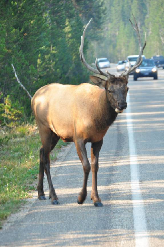 Um veado passeia tranquilamente pelas estradas movimentadas do Yellowstone National Park, em Wyoming, nos Estados Unidos